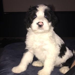 Meet your Posher, Zachary